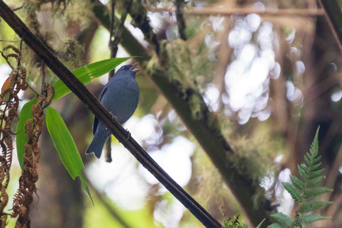Slaty Finch - ML642237846