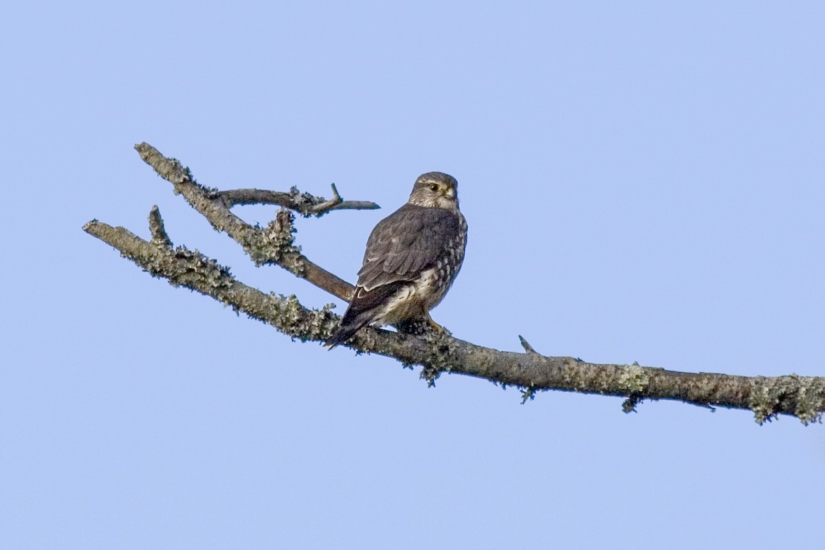 Merlin - ML642237847