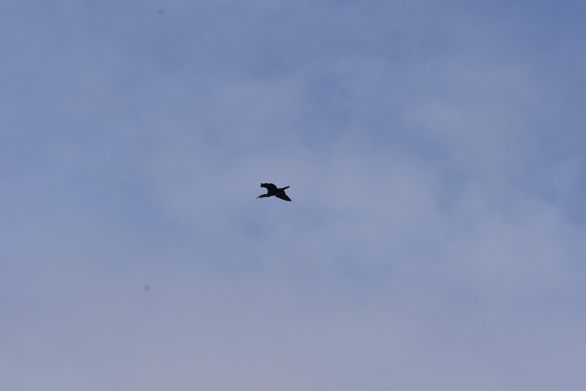 Great Cormorant - ML642237850