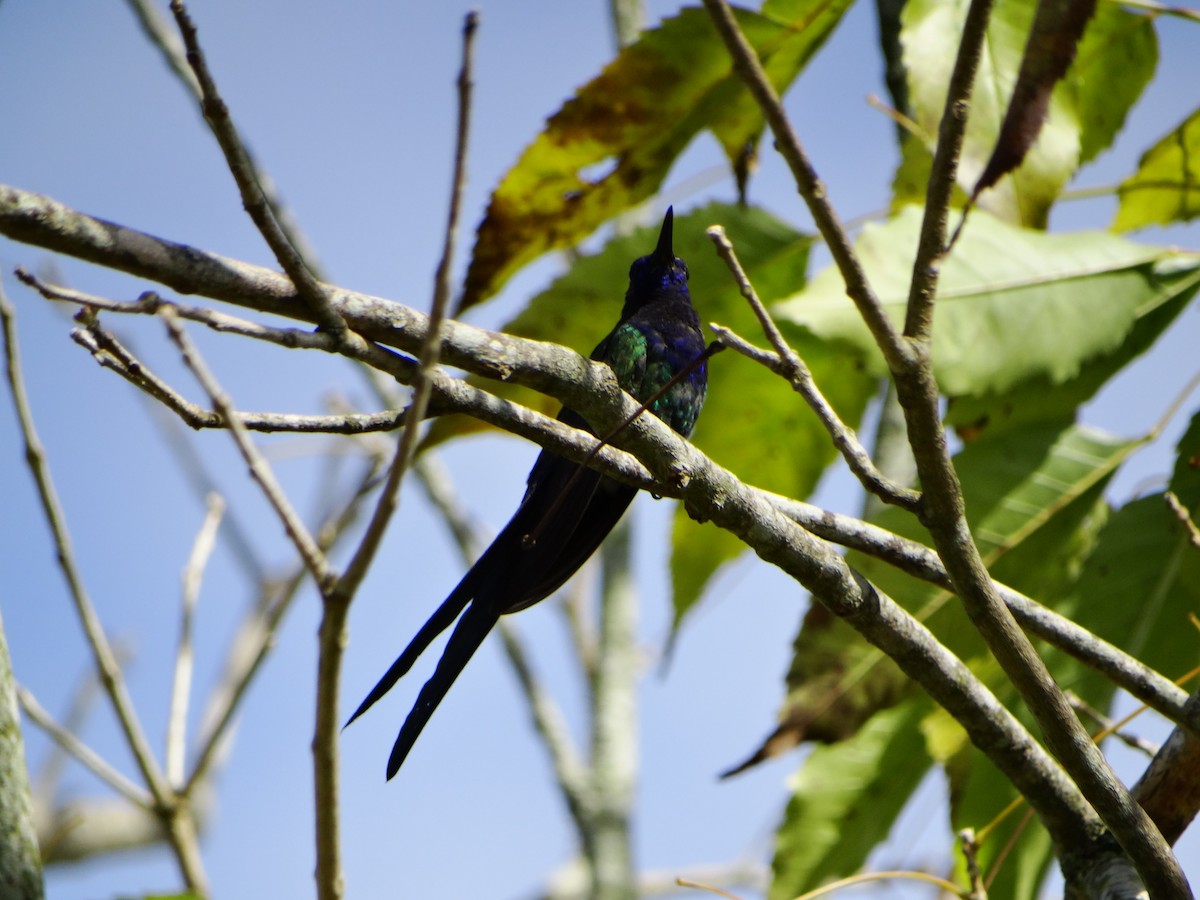 Swallow-tailed Hummingbird - ML642237863