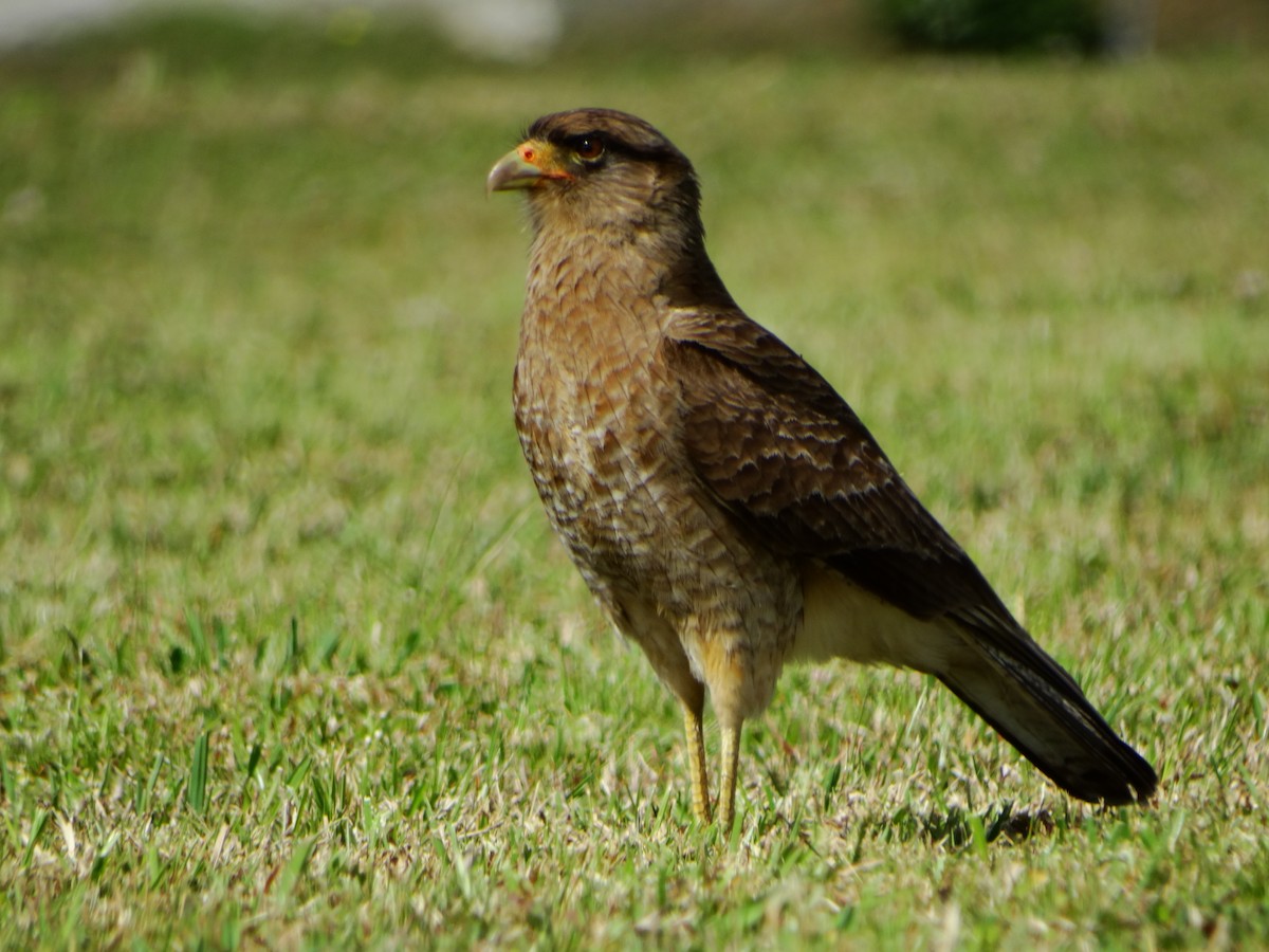 Chimango Caracara - ML642237888