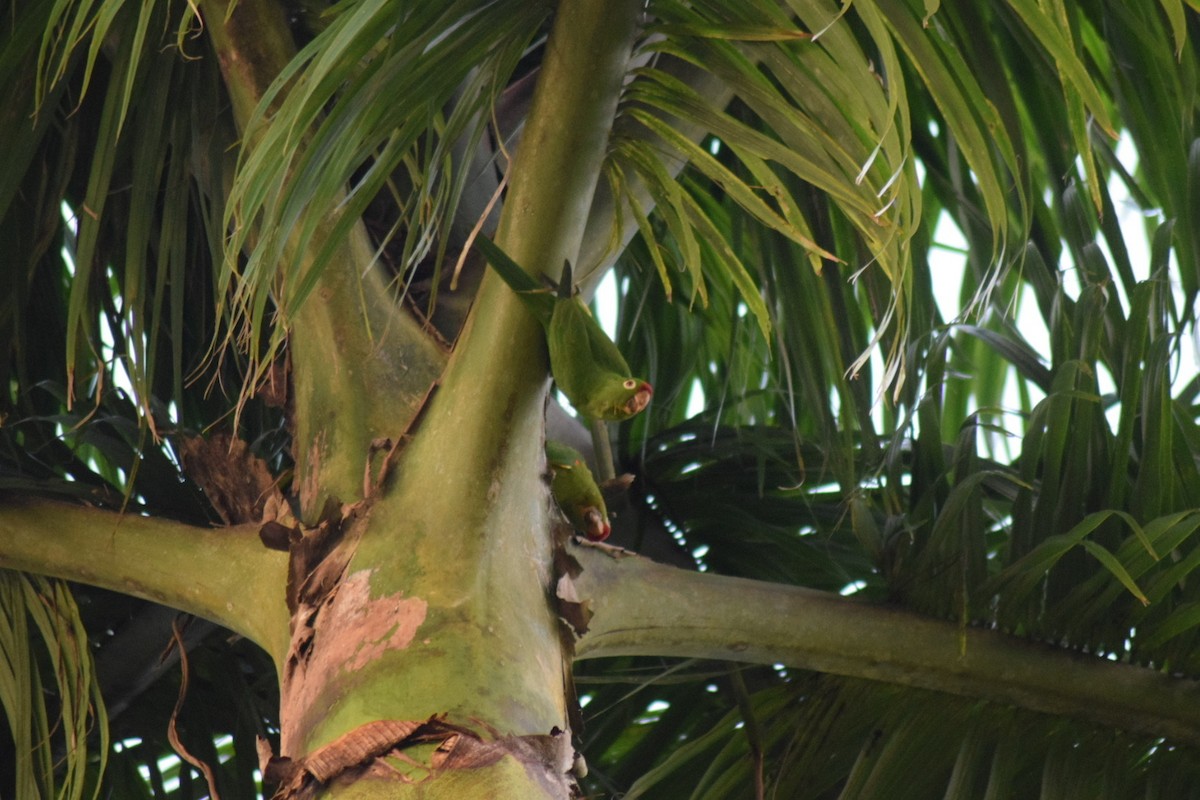 Crimson-fronted Parakeet - ML642237907
