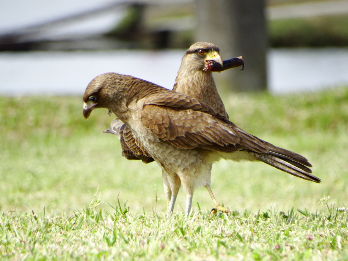 Chimango Caracara - ML642237913