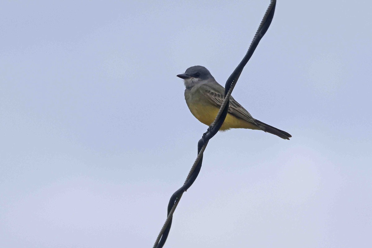 Cassin's Kingbird - ML642237926