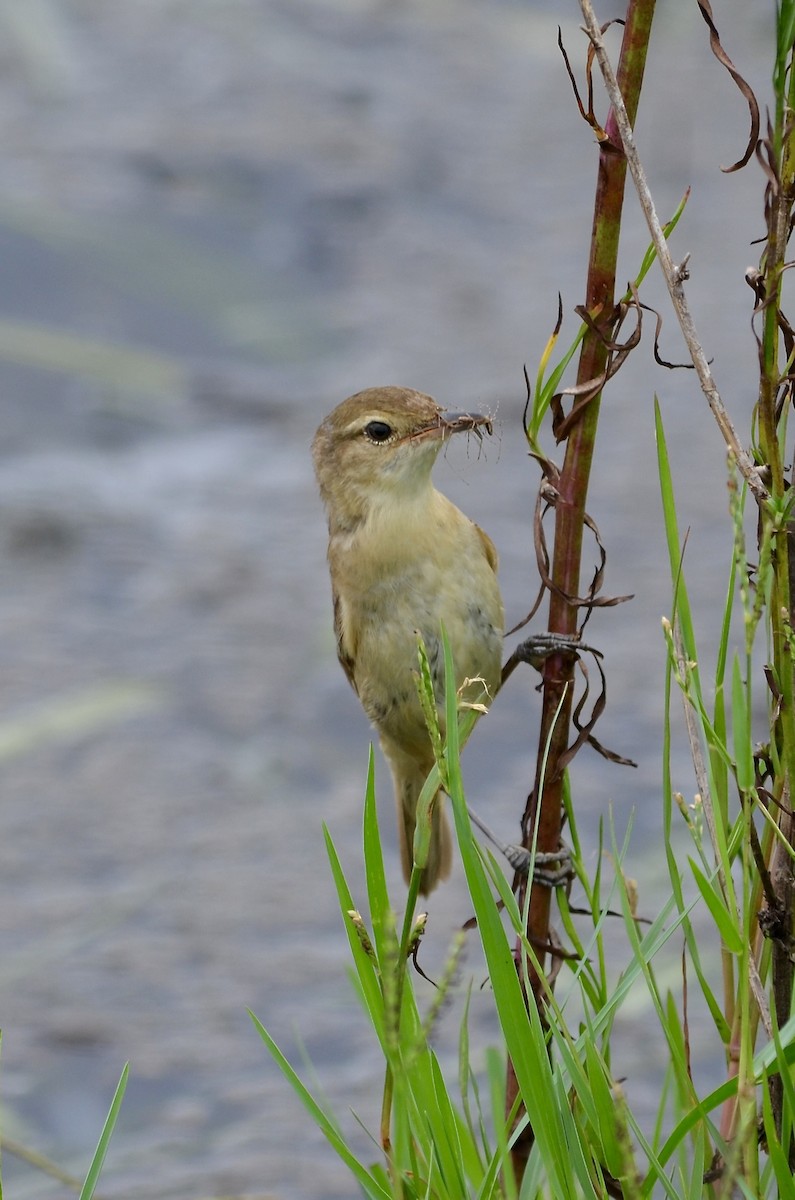 Australian Reed Warbler - ML642237927