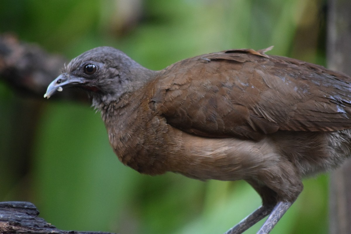 Gray-headed Chachalaca - ML642237929