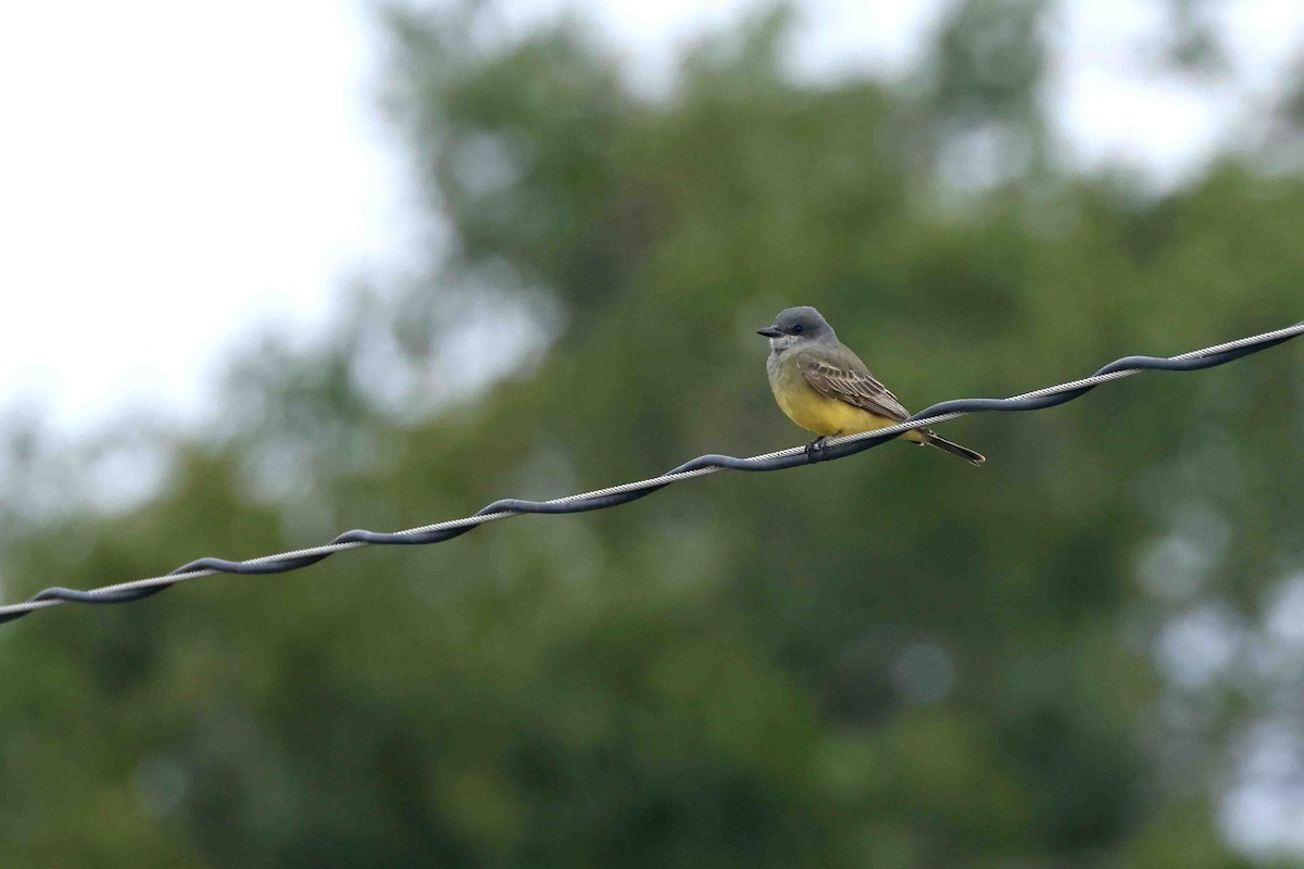 Cassin's Kingbird - ML642237932