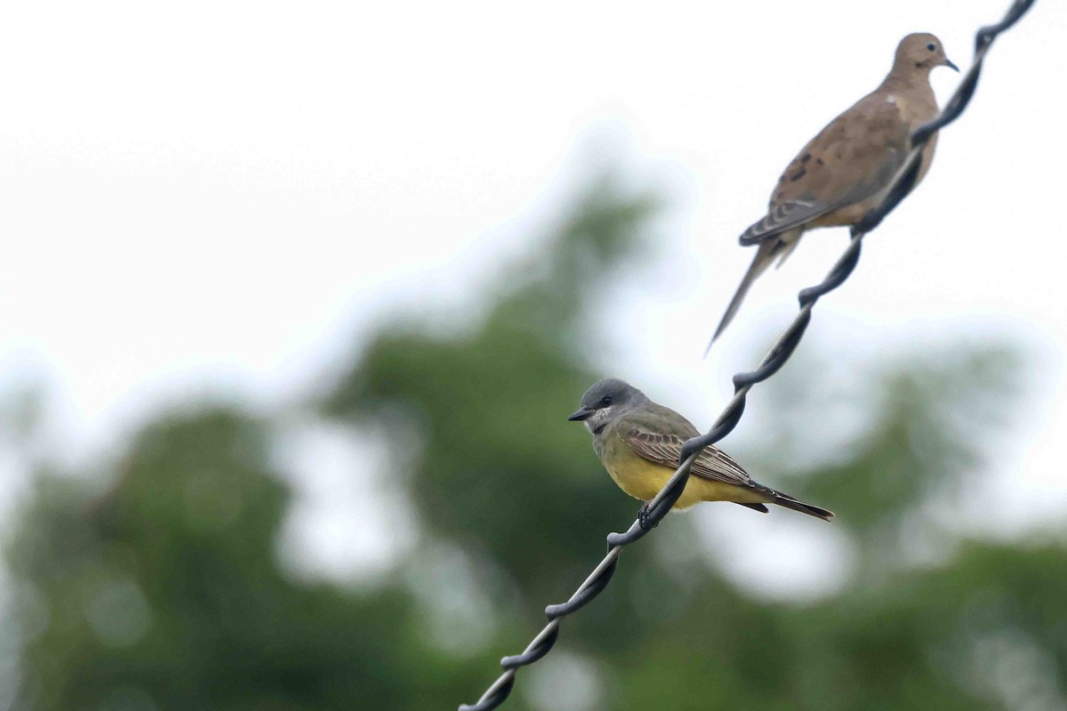 Cassin's Kingbird - ML642237942
