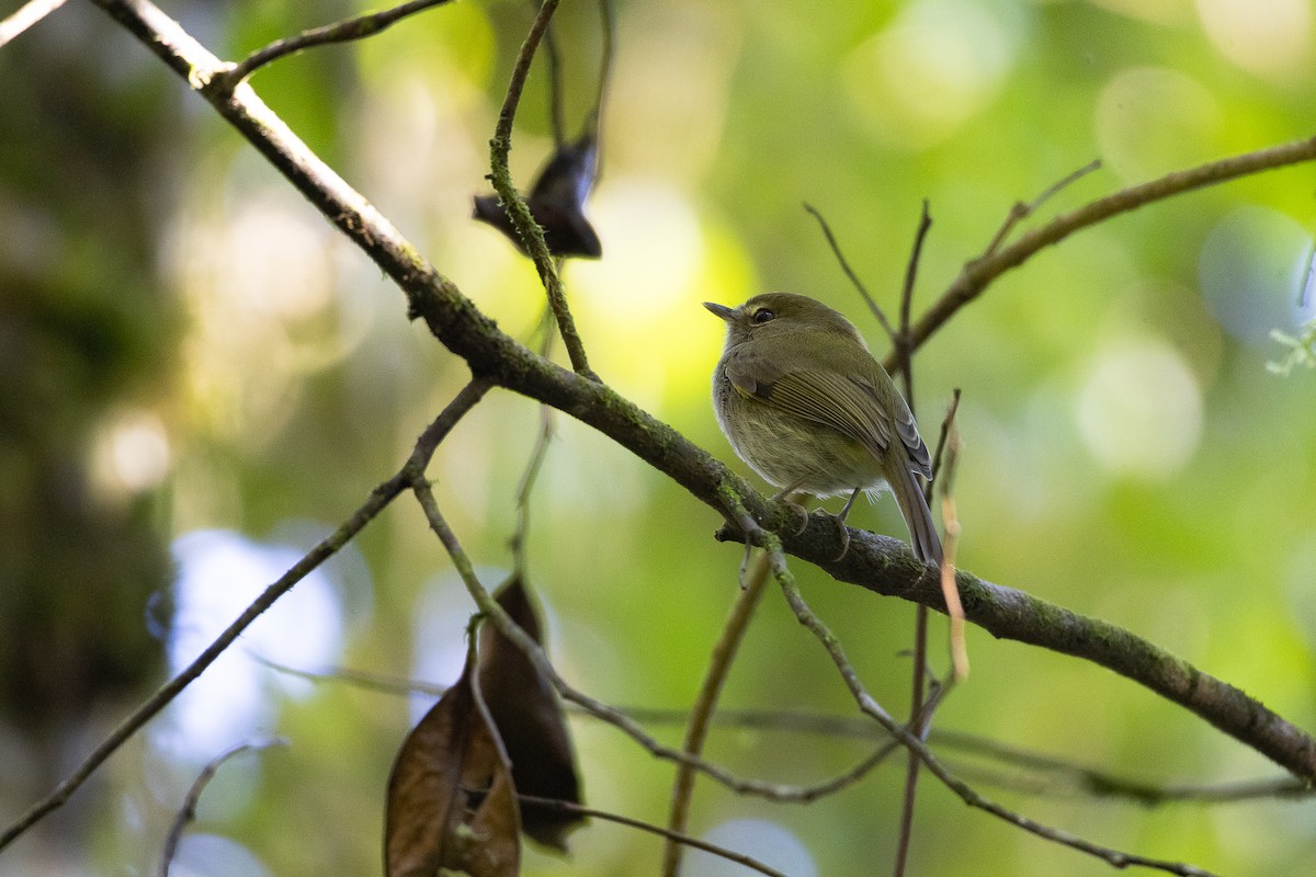 Drab-breasted Pygmy-Tyrant - ML642237945