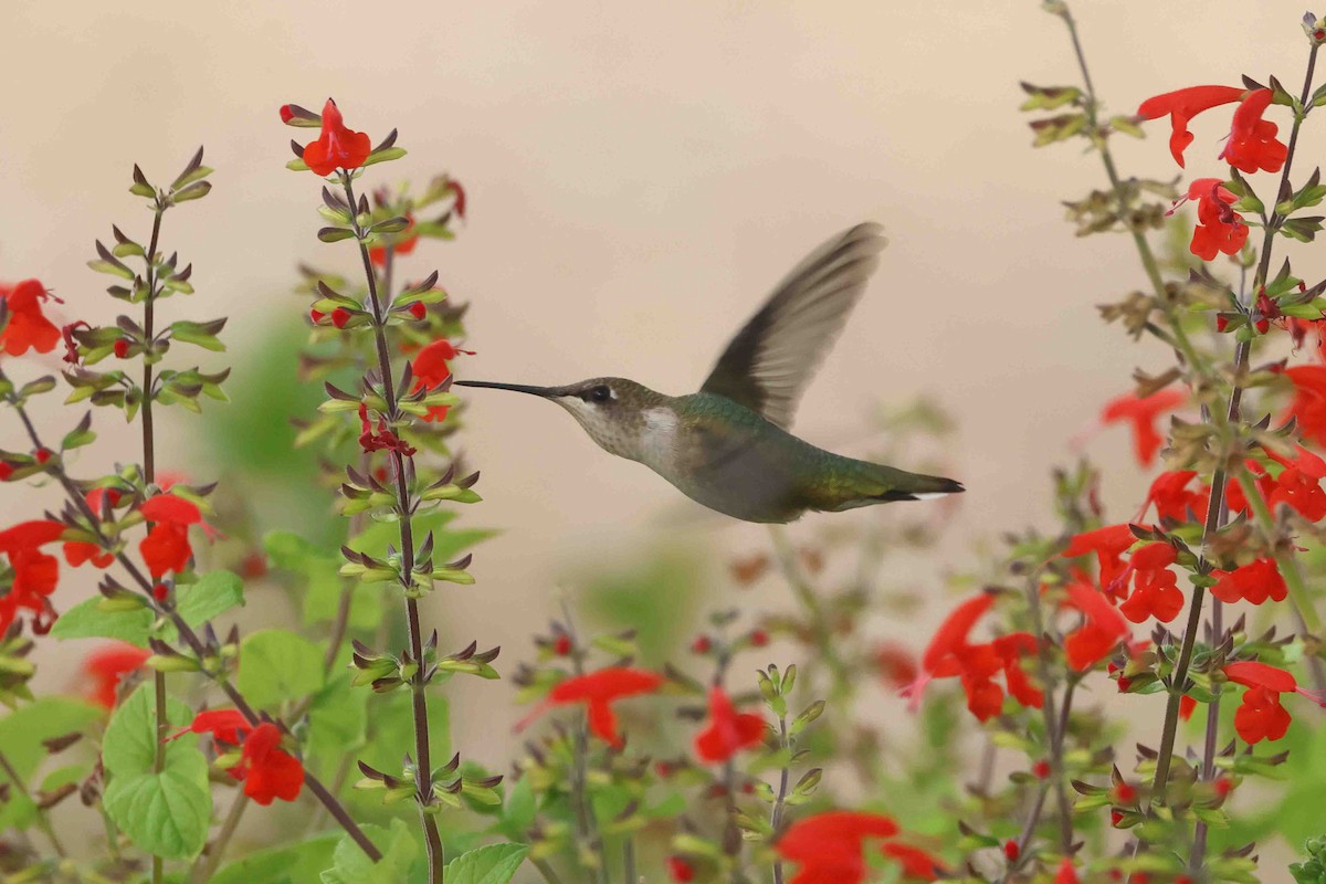 Black-chinned Hummingbird - ML642237952