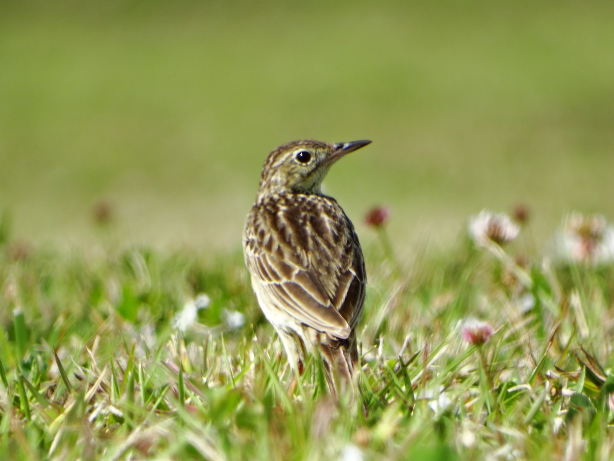 Yellowish Pipit - ML642237953