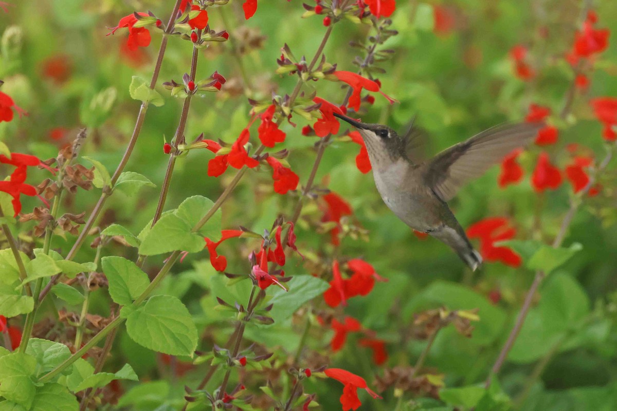 Black-chinned Hummingbird - ML642237957