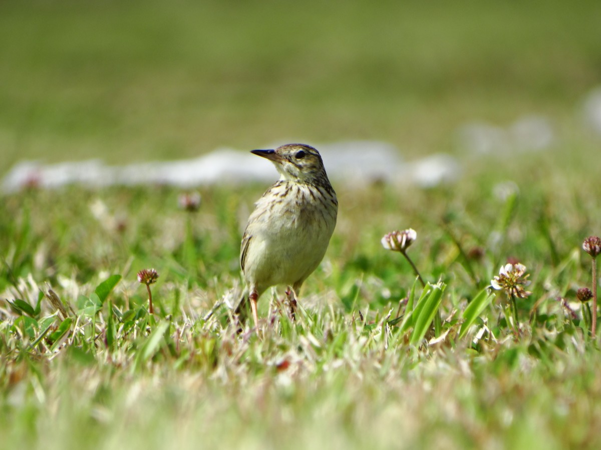 Yellowish Pipit - ML642237965