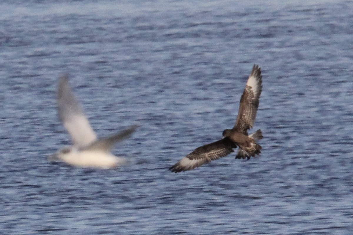 Parasitic Jaeger - ML642237979