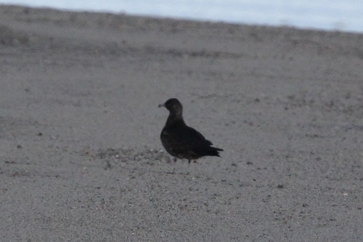 Parasitic Jaeger - ML642237980