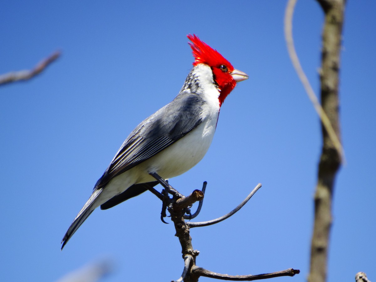 Red-crested Cardinal - ML642237990