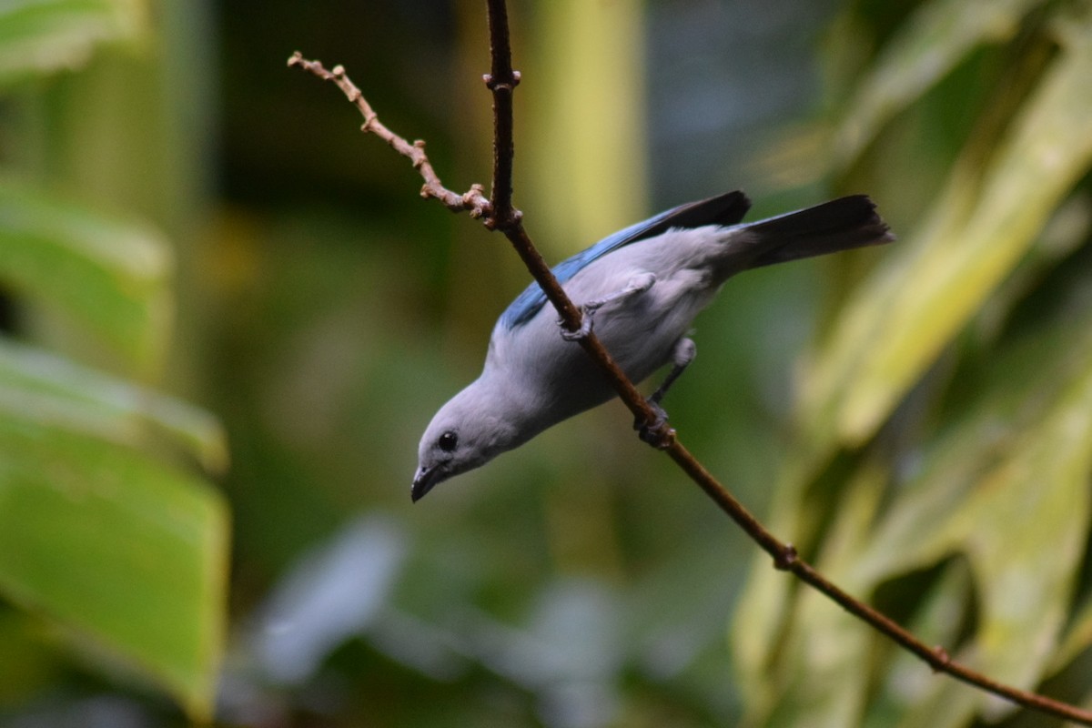 Blue-gray Tanager - ML642237991