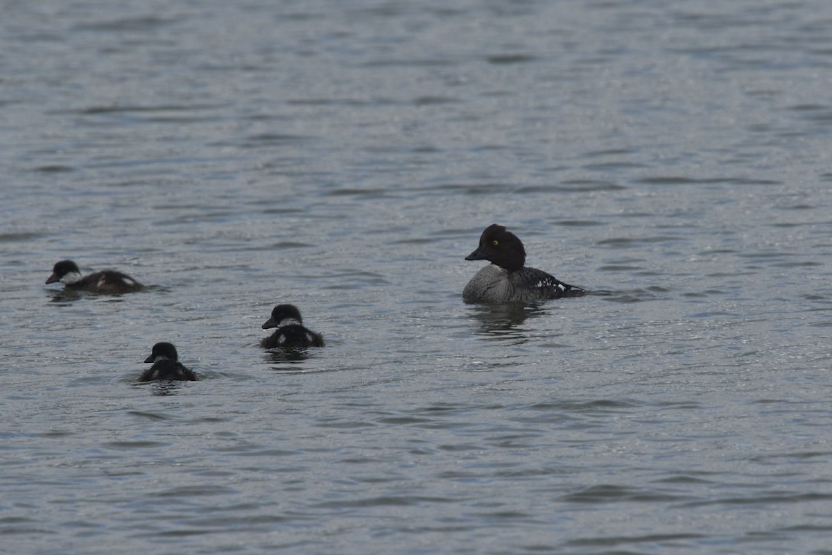 Barrow's Goldeneye - ML642237993