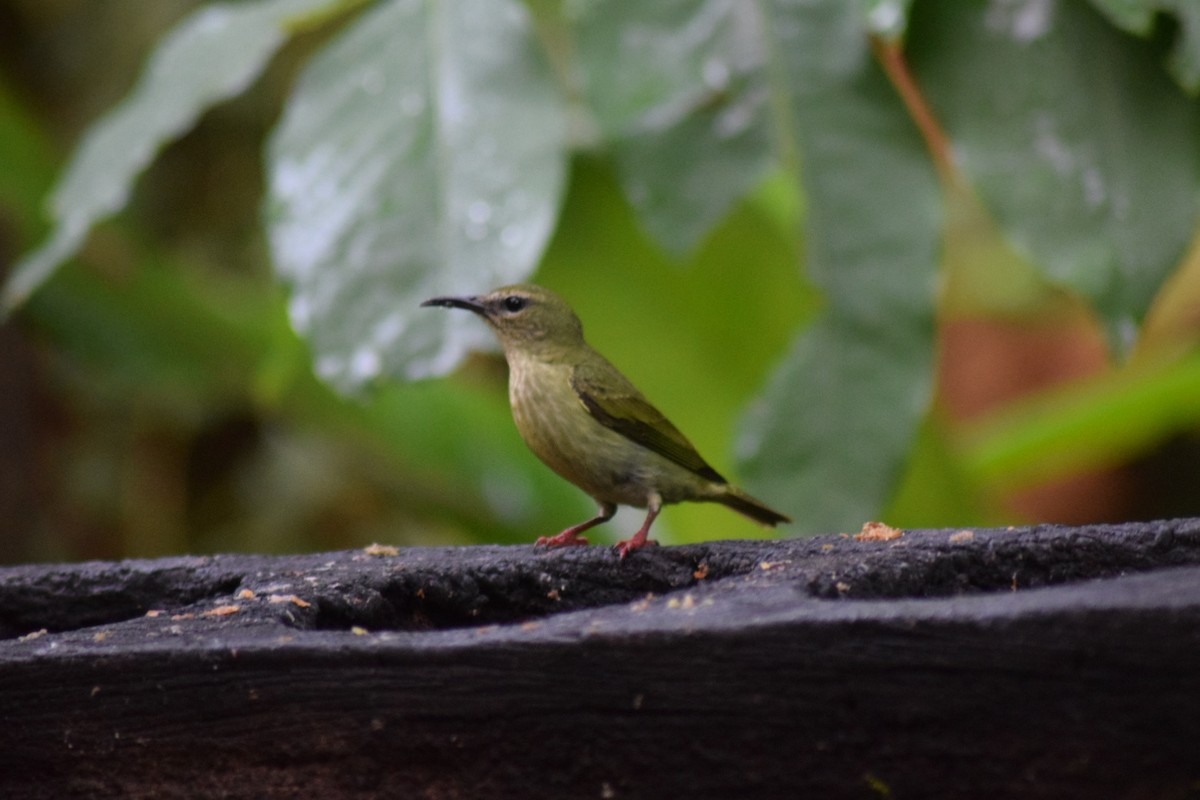 Red-legged Honeycreeper - ML642238005