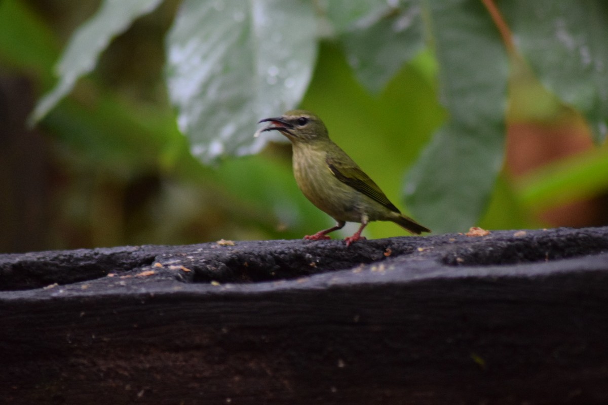 Red-legged Honeycreeper - ML642238008