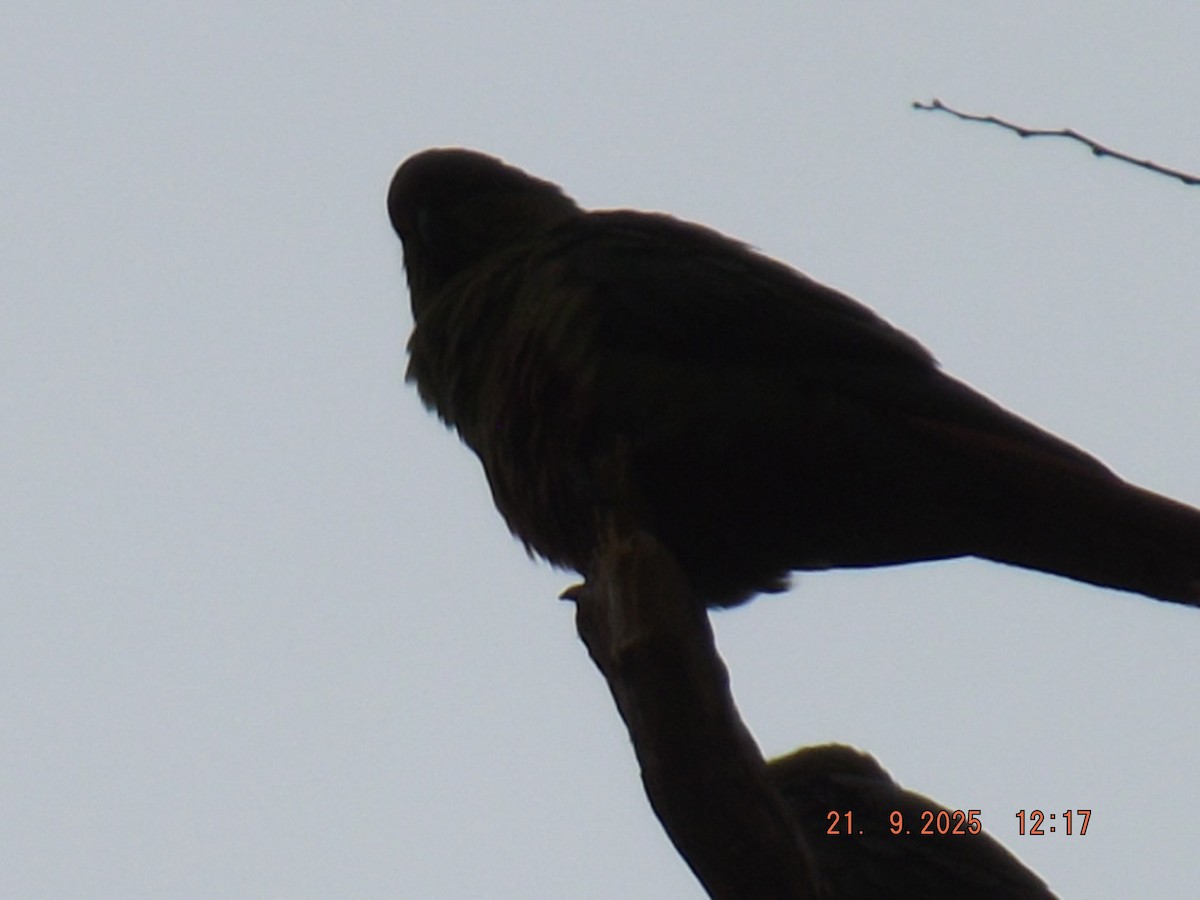 Austral Parakeet - ML642238015