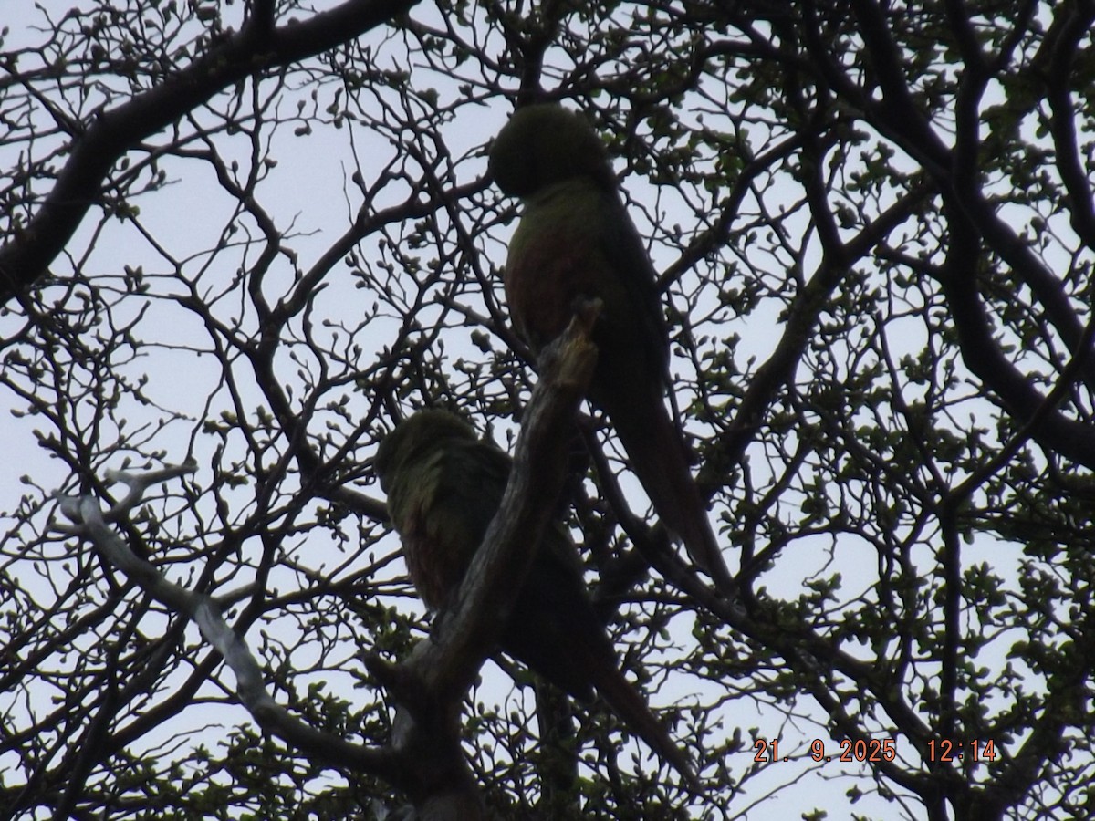 Austral Parakeet - ML642238016
