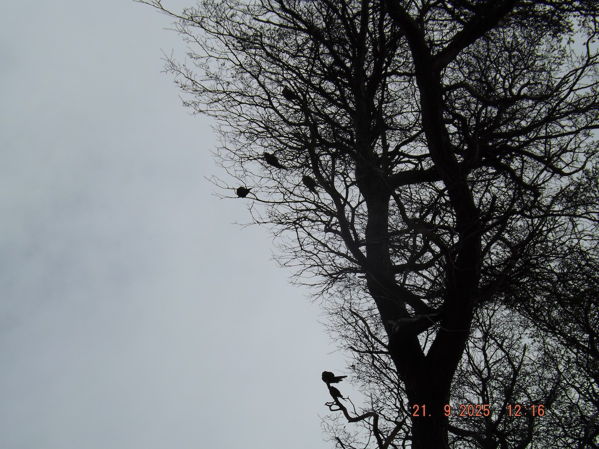 Austral Parakeet - ML642238019