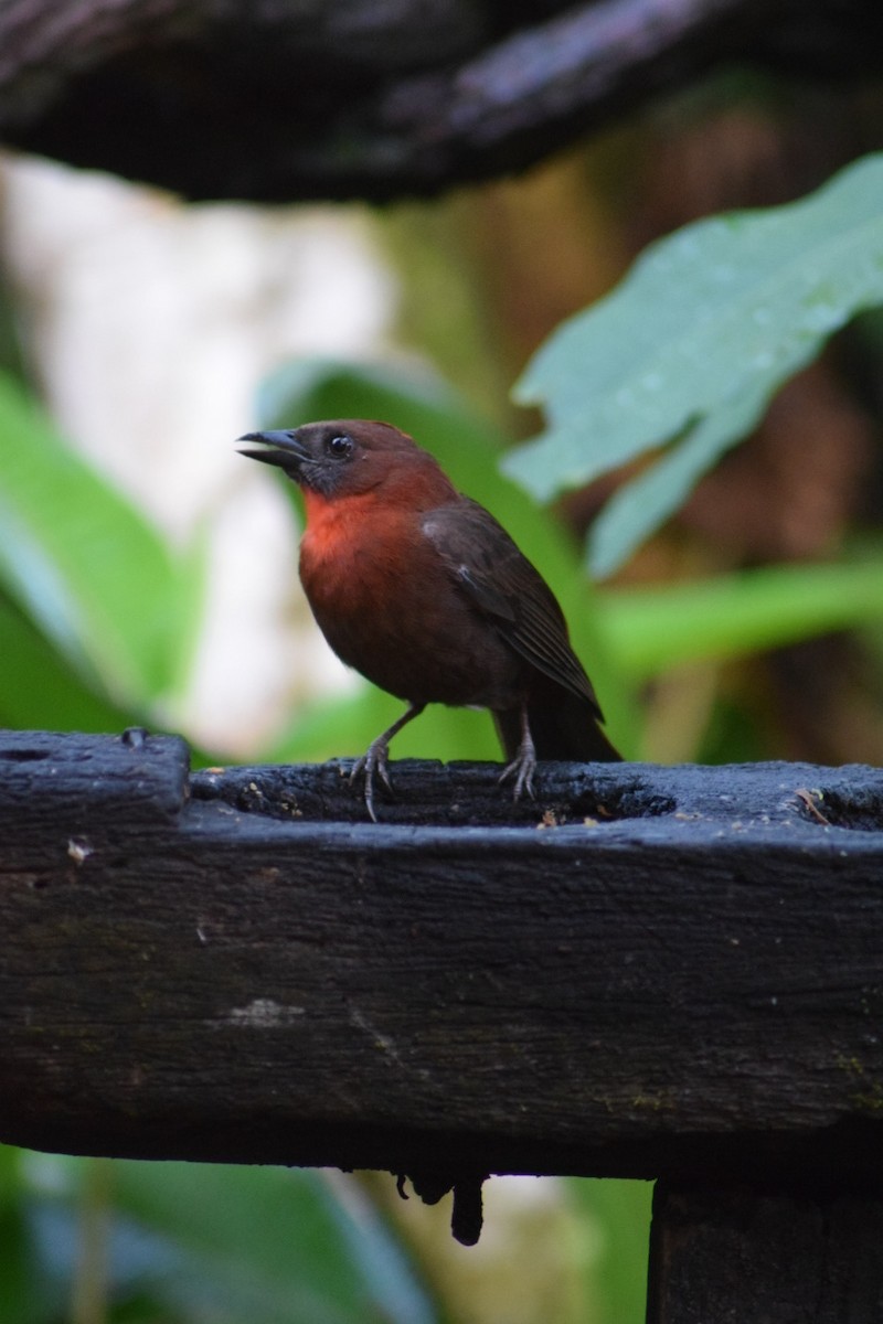 Red-throated Ant-Tanager - ML642238035