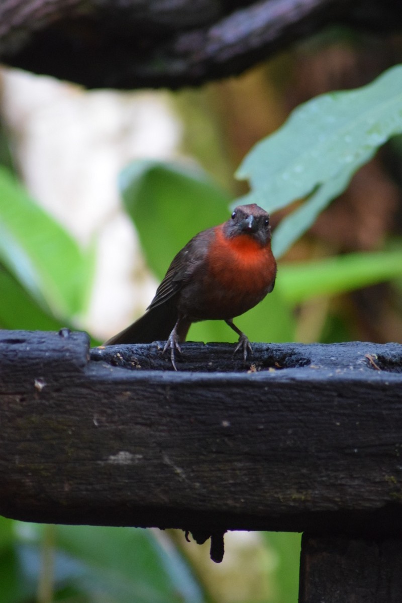 Red-throated Ant-Tanager - ML642238036