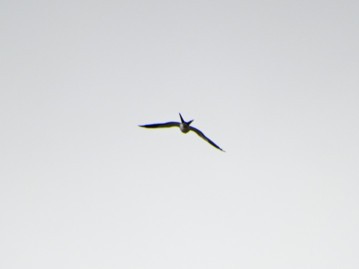 Swallow-tailed Kite - ML642238040