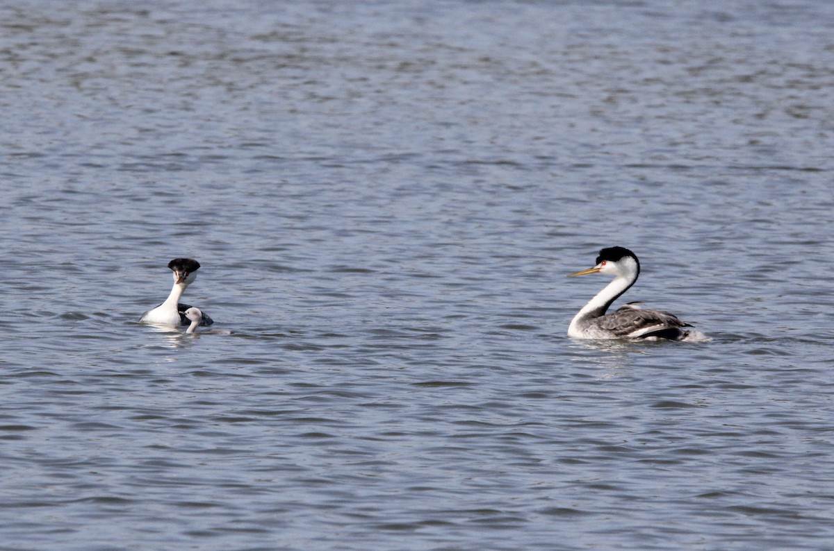 Clark's Grebe - ML642238042