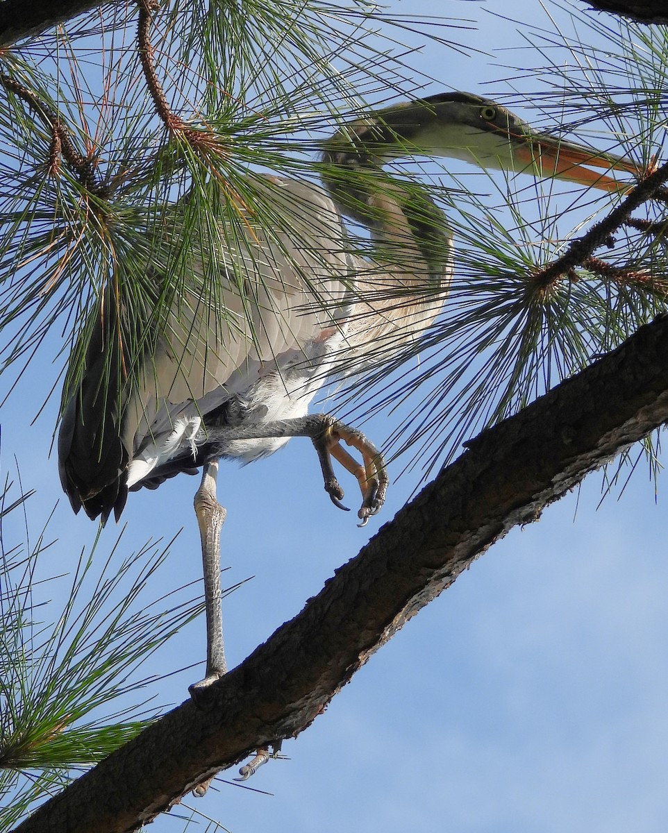 Great Blue Heron (Great Blue) - ML642238045