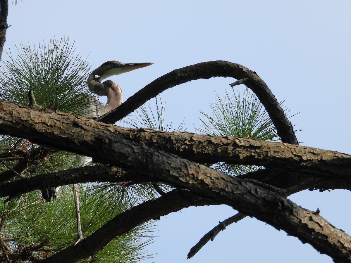 Great Blue Heron (Great Blue) - ML642238046