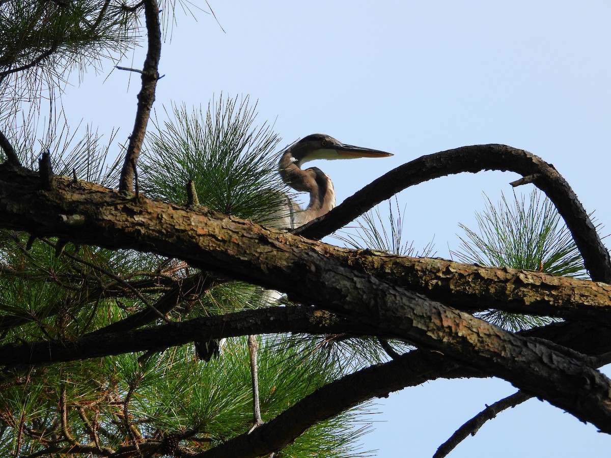 Great Blue Heron (Great Blue) - ML642238047