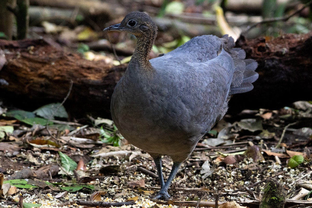 tinama samotářská - ML642238059