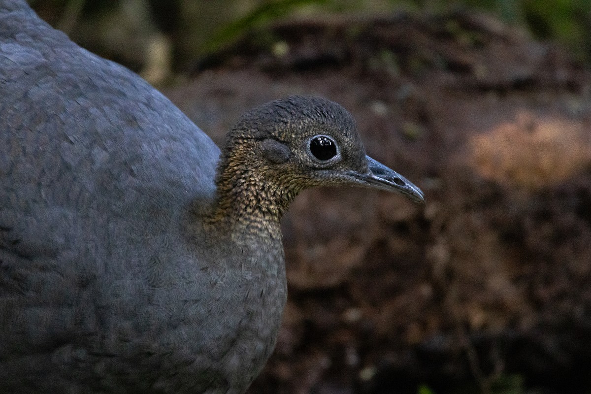 tinama samotářská - ML642238065