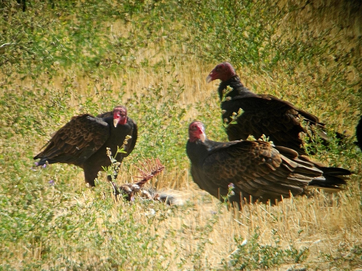 Turkey Vulture - ML642238068