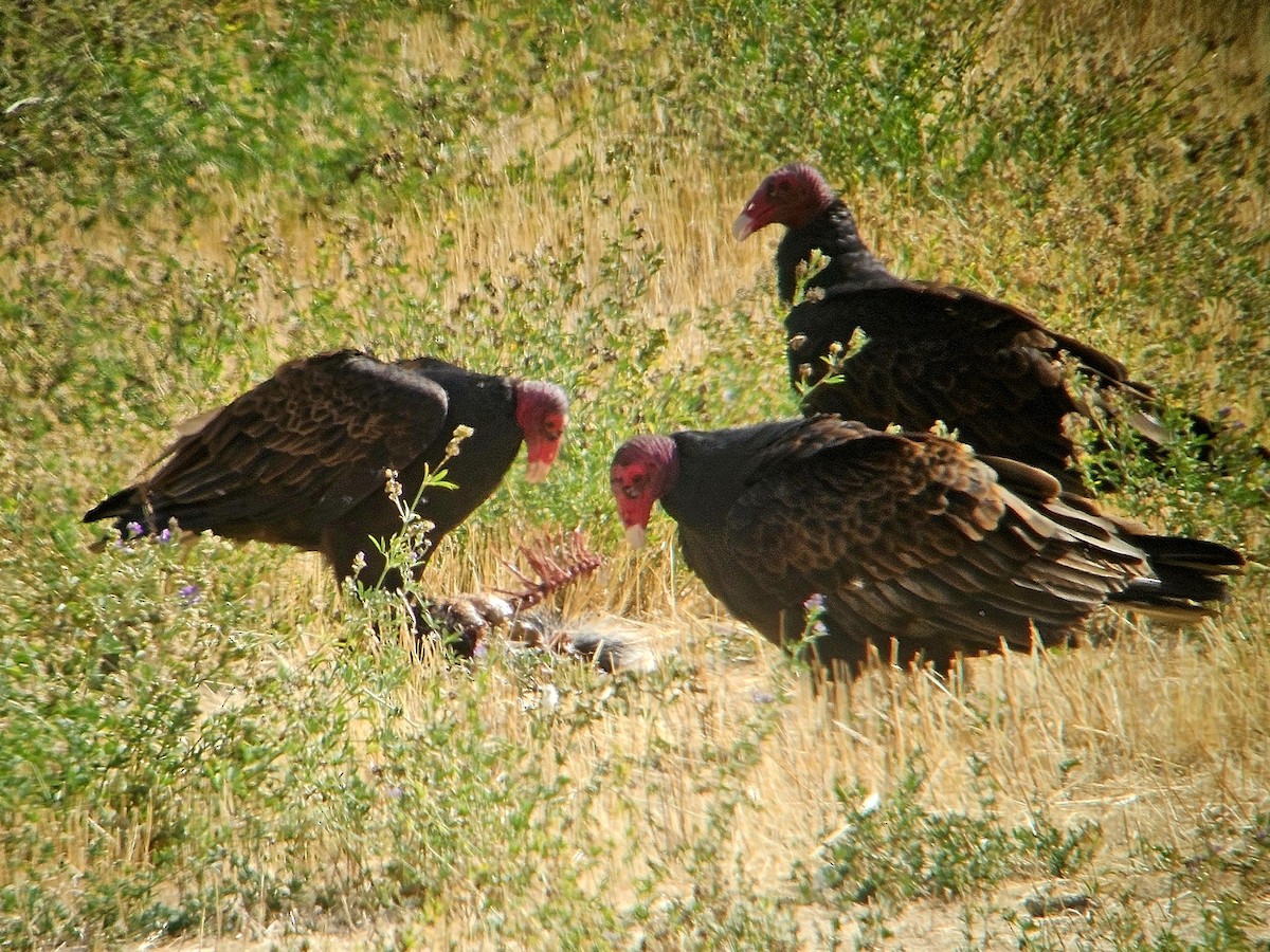 Turkey Vulture - ML642238069