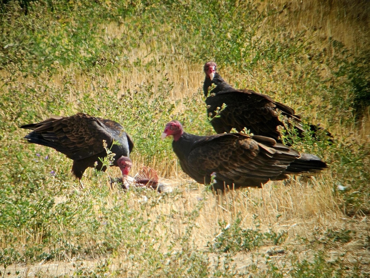 Turkey Vulture - ML642238070