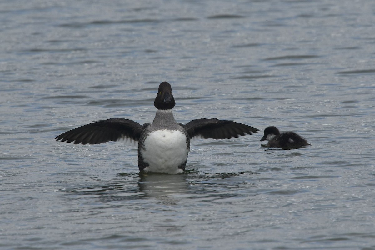 Barrow's Goldeneye - ML642238084