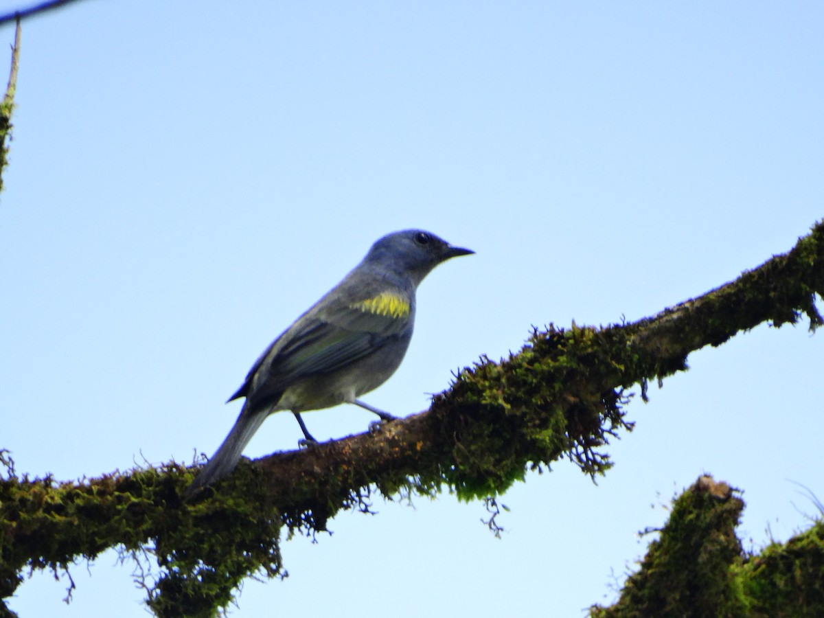 Golden-chevroned Tanager - ML642238088