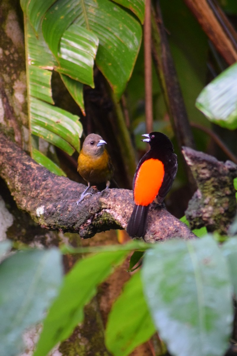 Scarlet-rumped Tanager - ML642238090