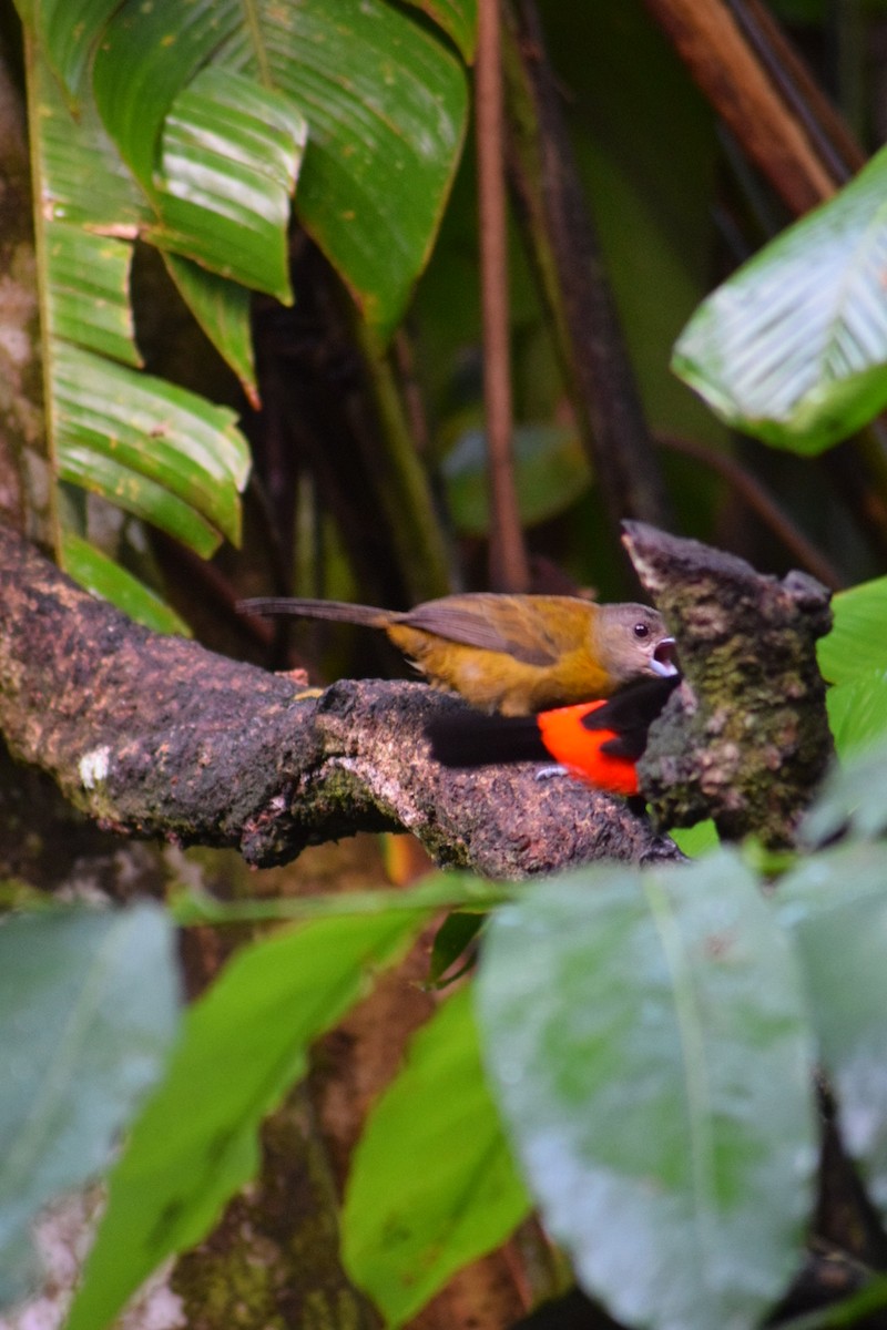 Scarlet-rumped Tanager - ML642238091