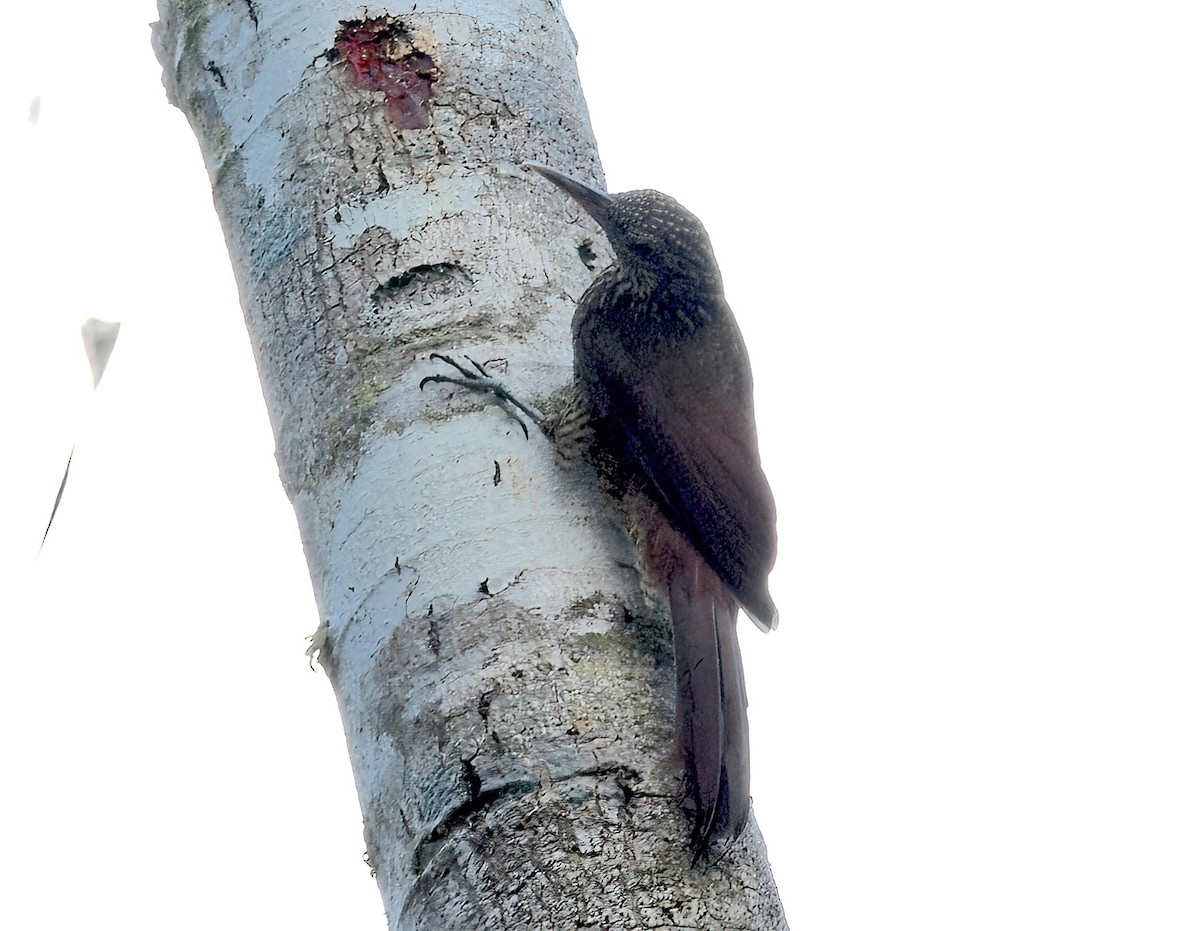 Black-banded Woodcreeper - ML642238094