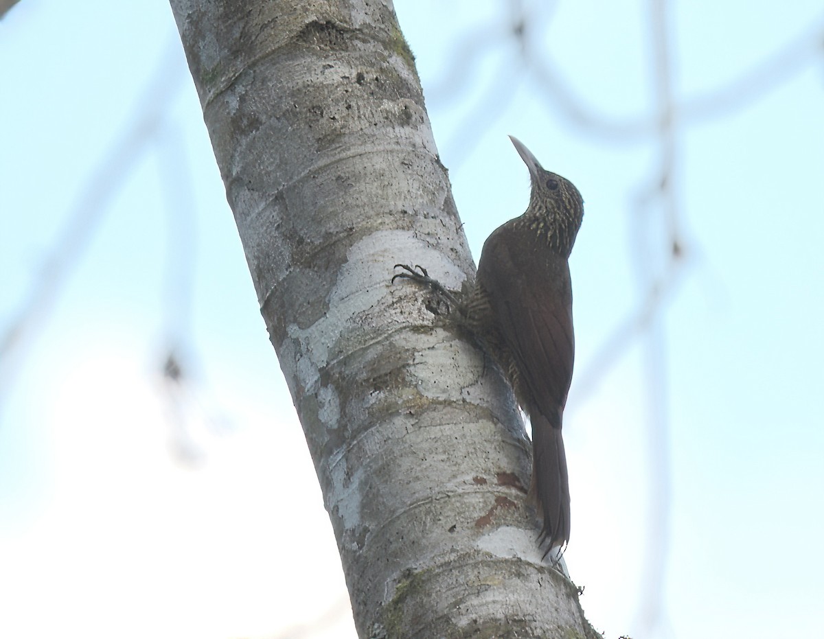 Black-banded Woodcreeper - ML642238095