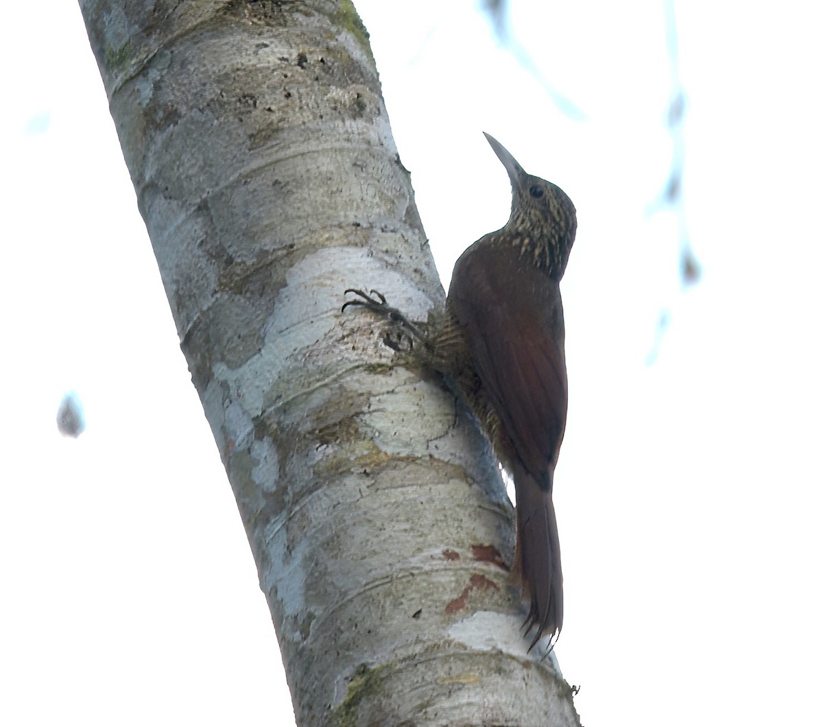 Black-banded Woodcreeper - ML642238096
