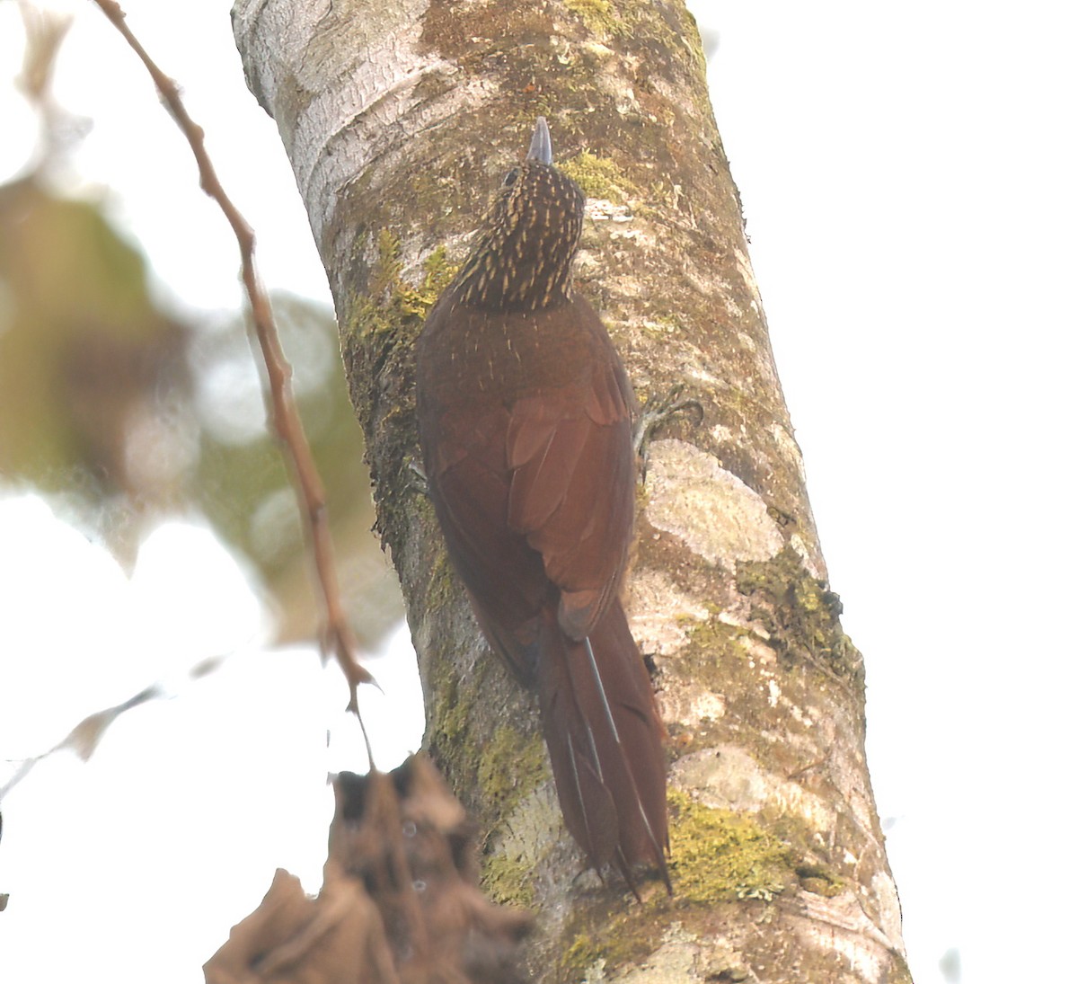 Black-banded Woodcreeper - ML642238097
