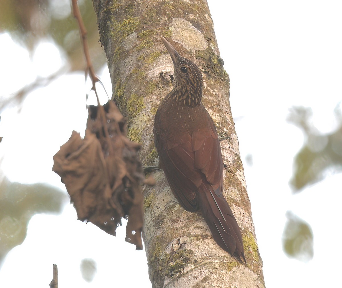 Black-banded Woodcreeper - ML642238098