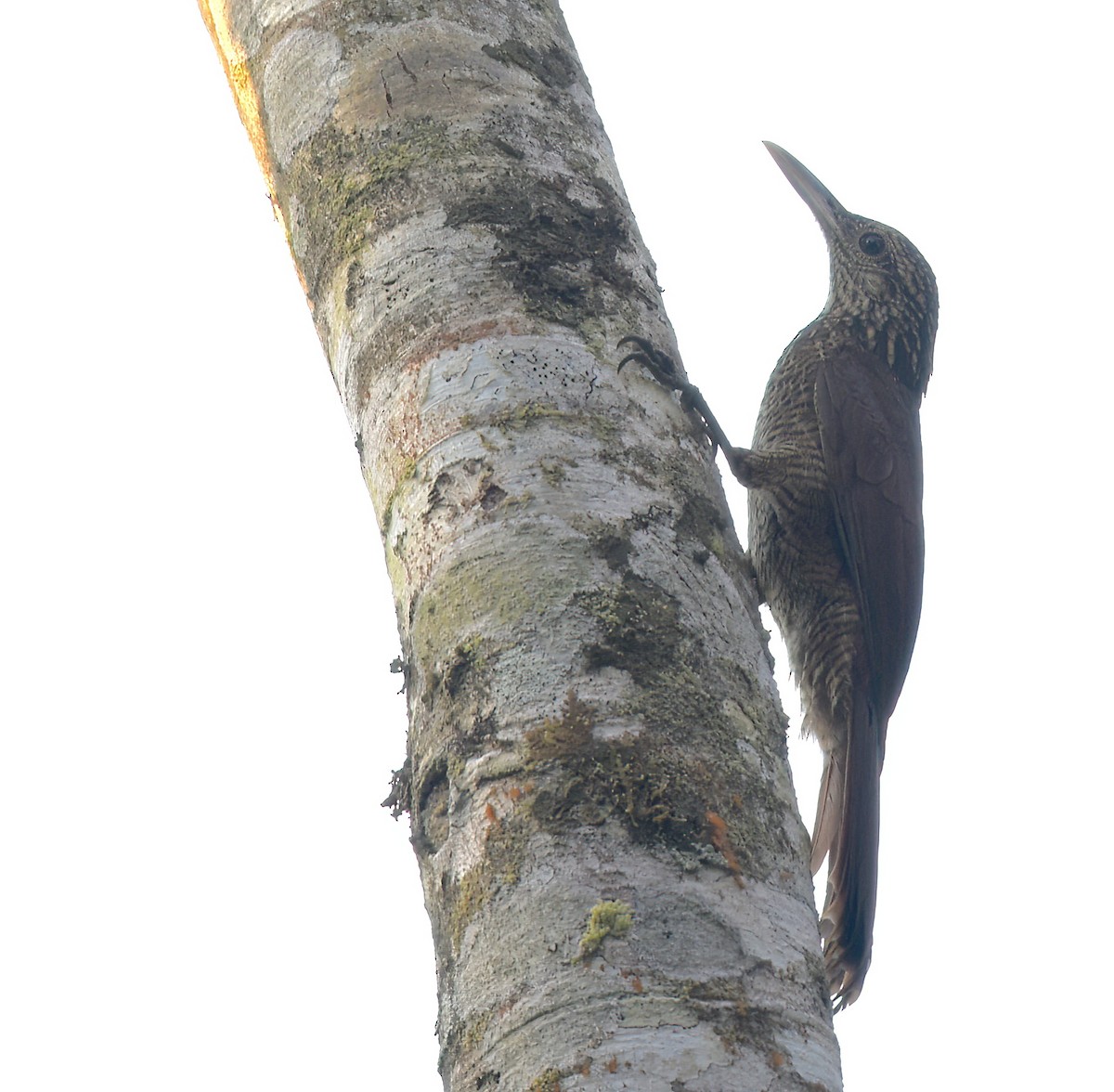 Black-banded Woodcreeper - ML642238099