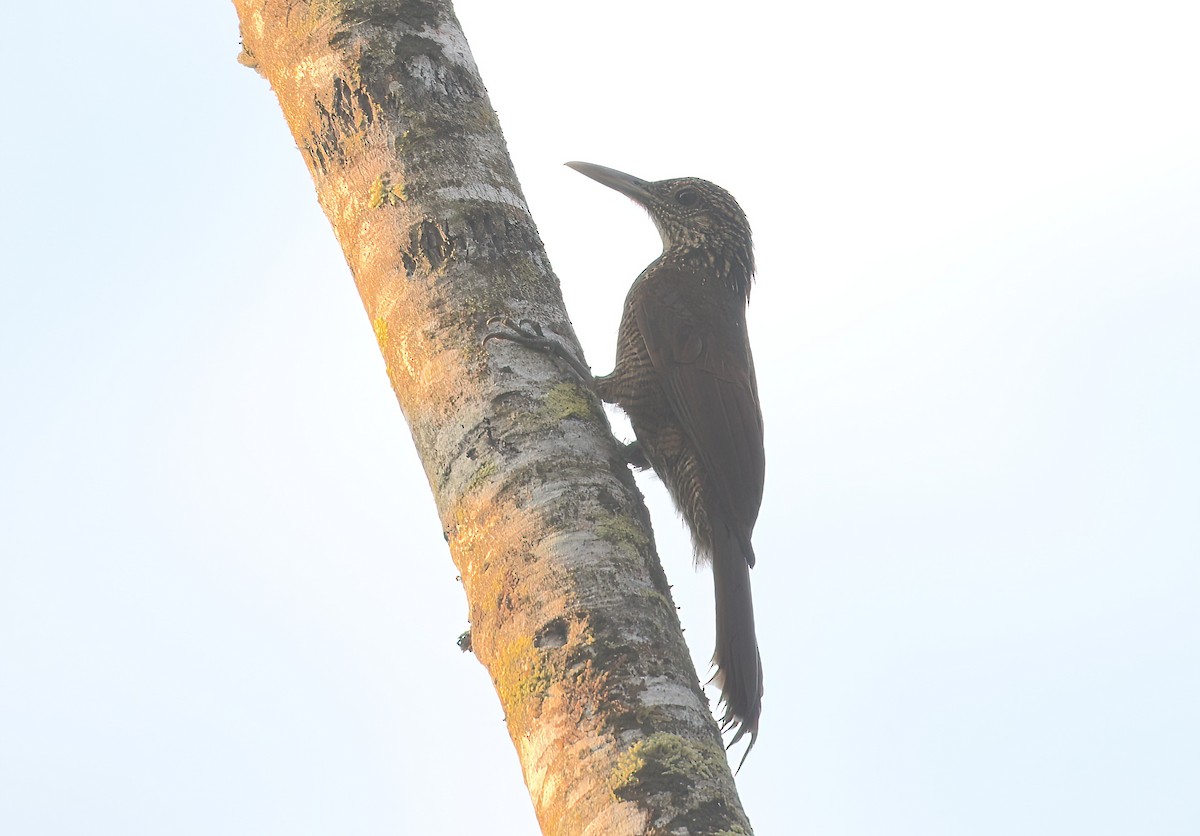 Black-banded Woodcreeper - ML642238100